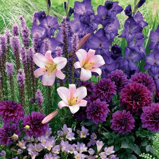 Bakker Bulbes d'été en mélange sachet 29 floraison longue