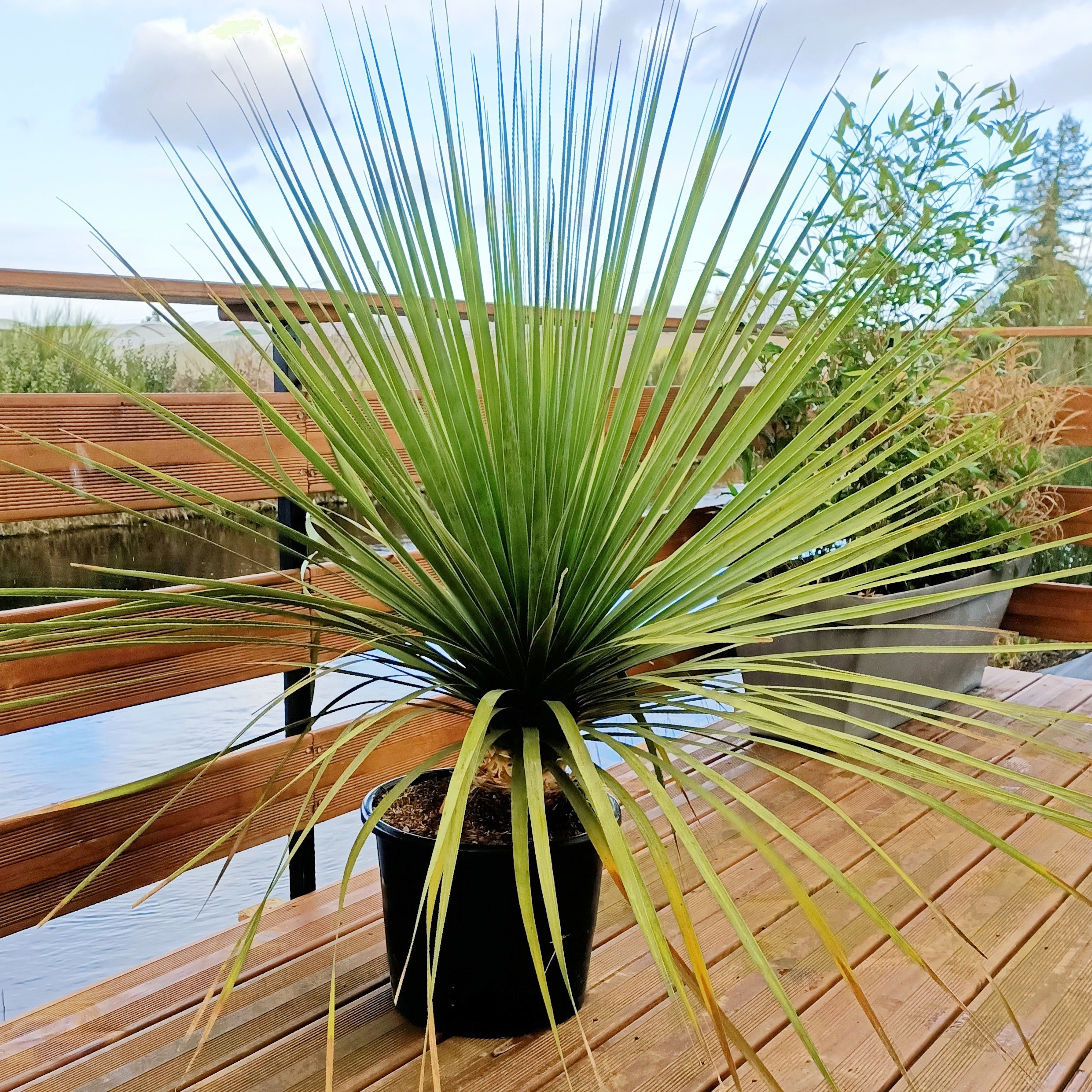 Bakker Noline bleue plante terrasse pot 11cm 40-60cm