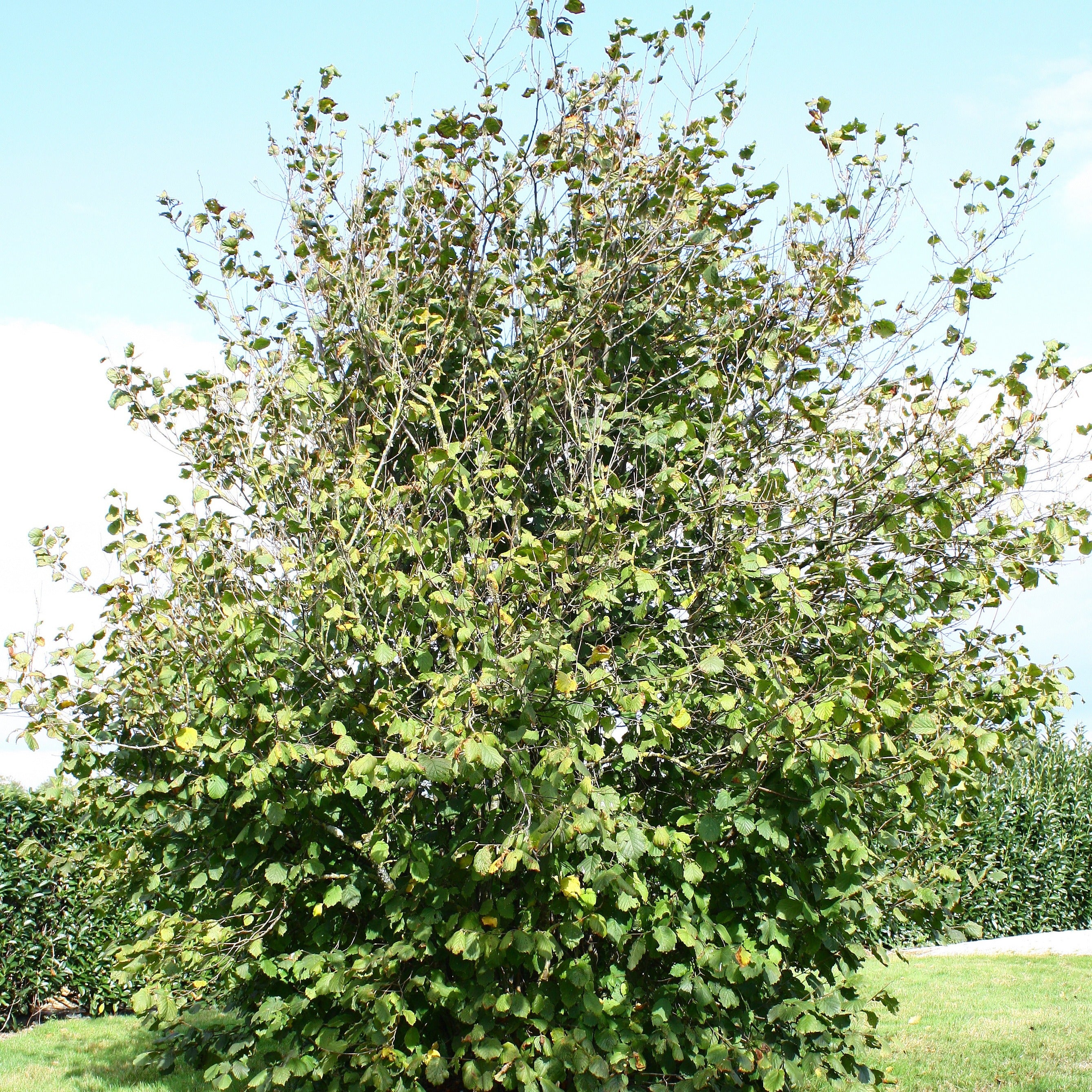 Bakker Fruitier Noisetier Ronde du Piémont pot 3L 60-80cm