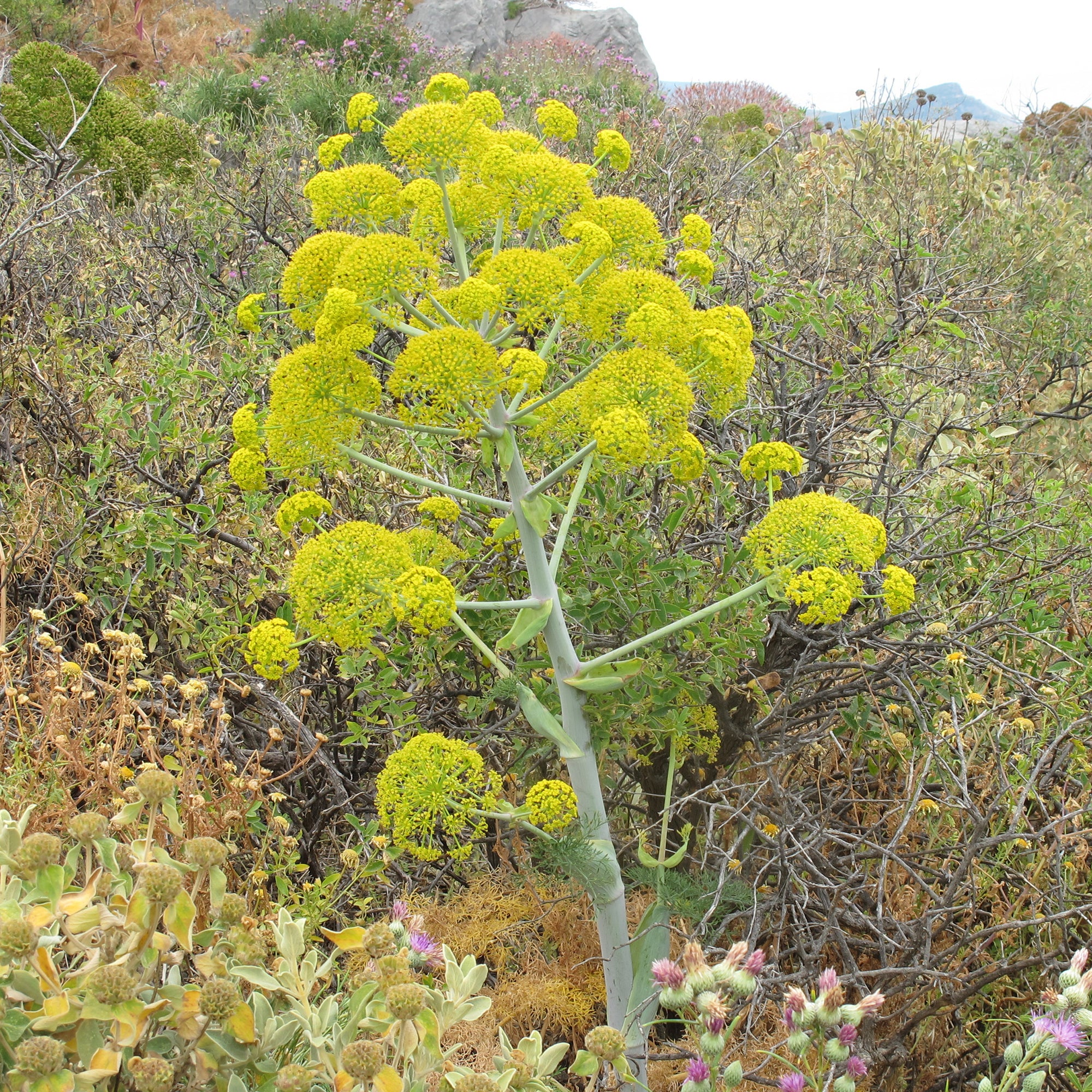 Bakker Férule commune plante d'extérieur pot 8cm jaune