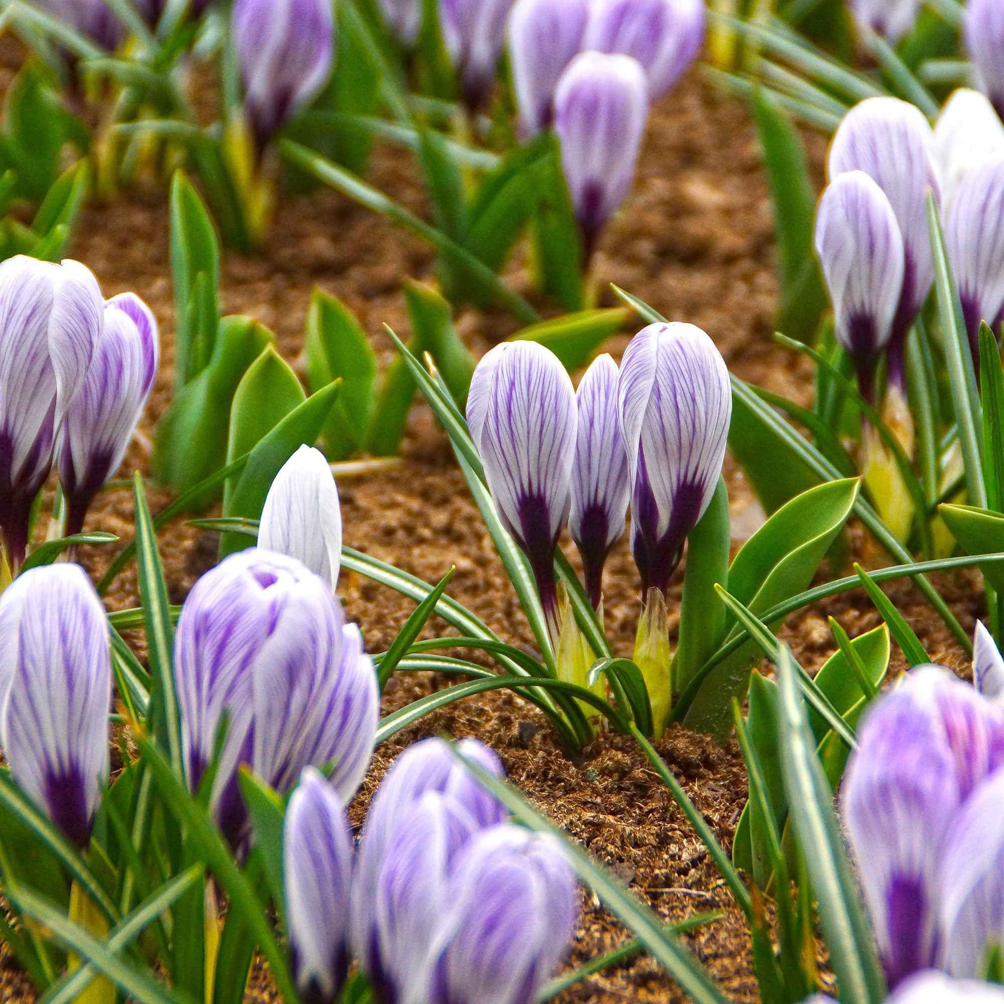 Bakker Crocus Pick Wick bulbe violet 15 bulbes février