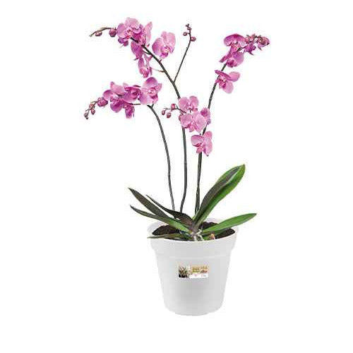 Elho pot orchidée transparent Ø17cm intérieur