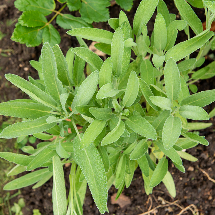 Bakker Sauge feuilles lavande plante vivace pot Ø9cm