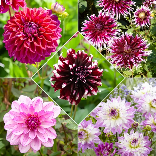 Bakker 5 Grands Dahlias en mélange bulbes calibre I floraison longue