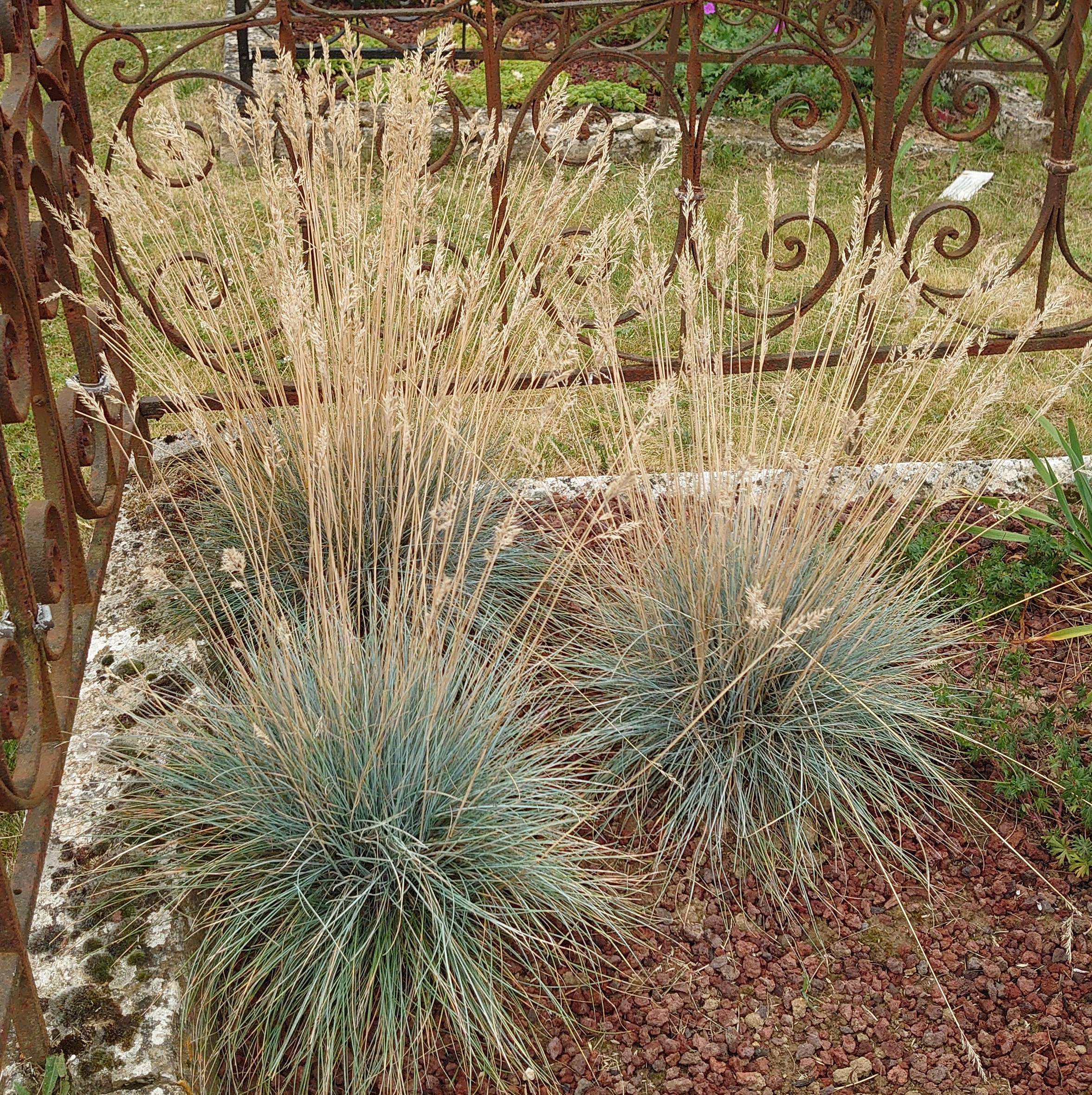 Passion Vivaces Festuca Elijah Blue graminée 1L bleue