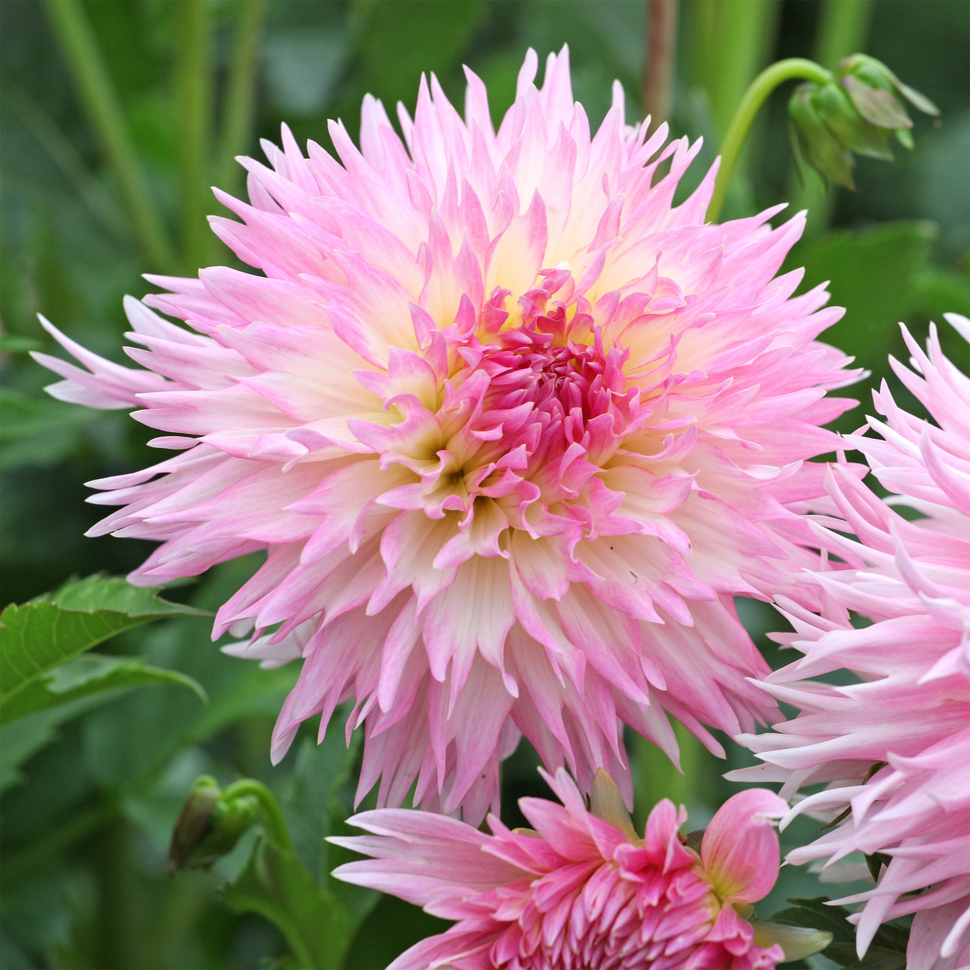 Bakker Dahlia Nadia Ruth bulbe 3 bulbes rose dentelle