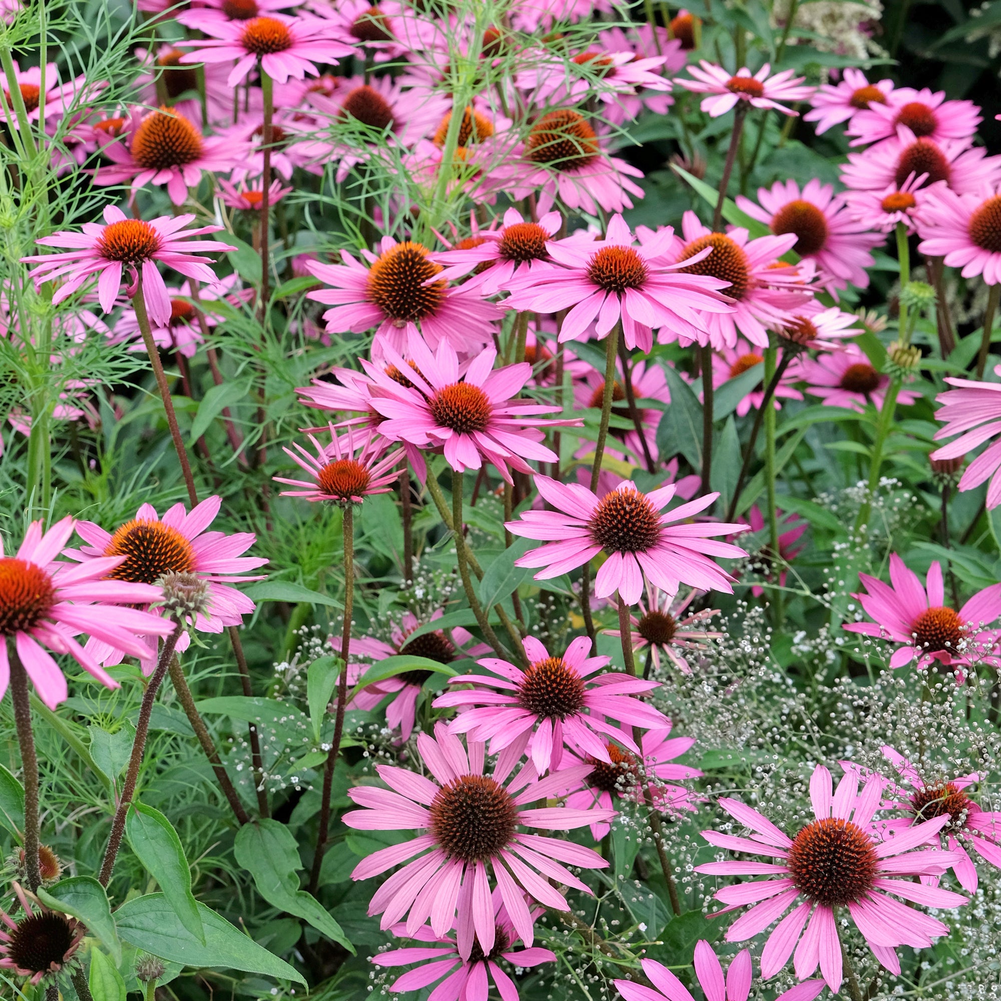 Bakker Rubinstern échinacée pourpre pot Ø 9cm rose carmin