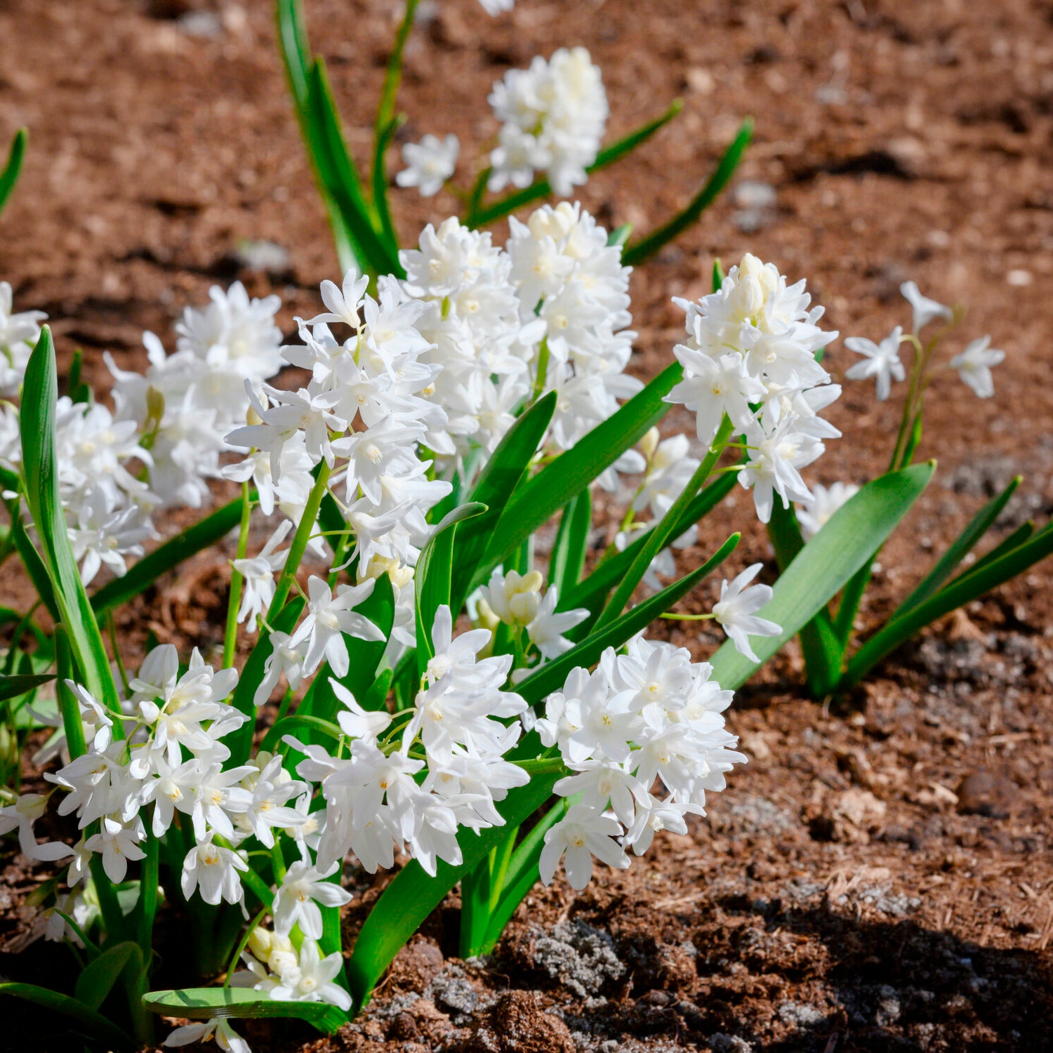 Bakker Bulbes 20 Puschkinia blancs bulbe fleurs sachet