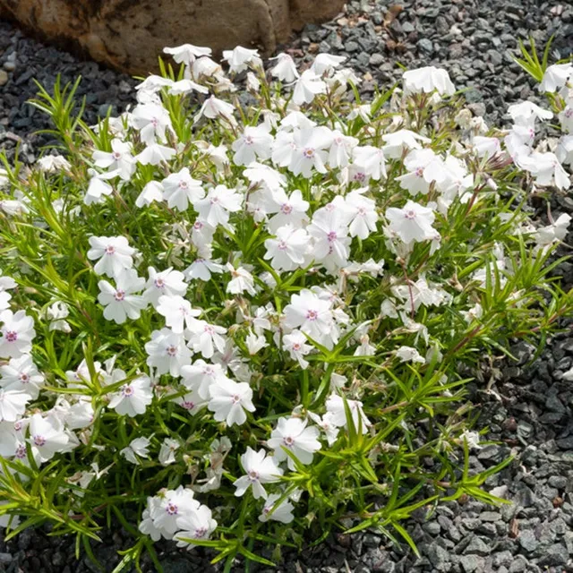 Bakker Phlox mousse Maischnee plante vivace 3 pots Ø9cm blanc