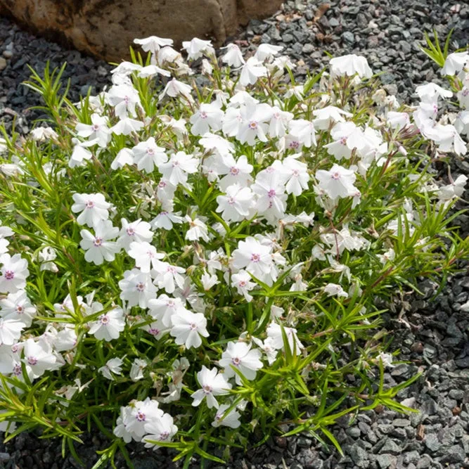 Bakker Phlox mousse Maischnee plante vivace 3 pots Ø9cm blanc