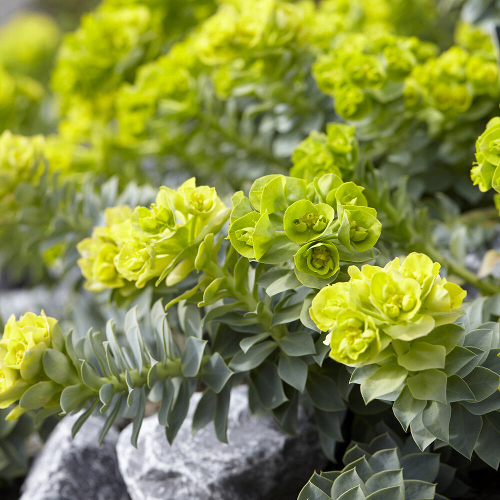 Bakker Euphorbe de Corse vivace pot feuillage persistant soleil