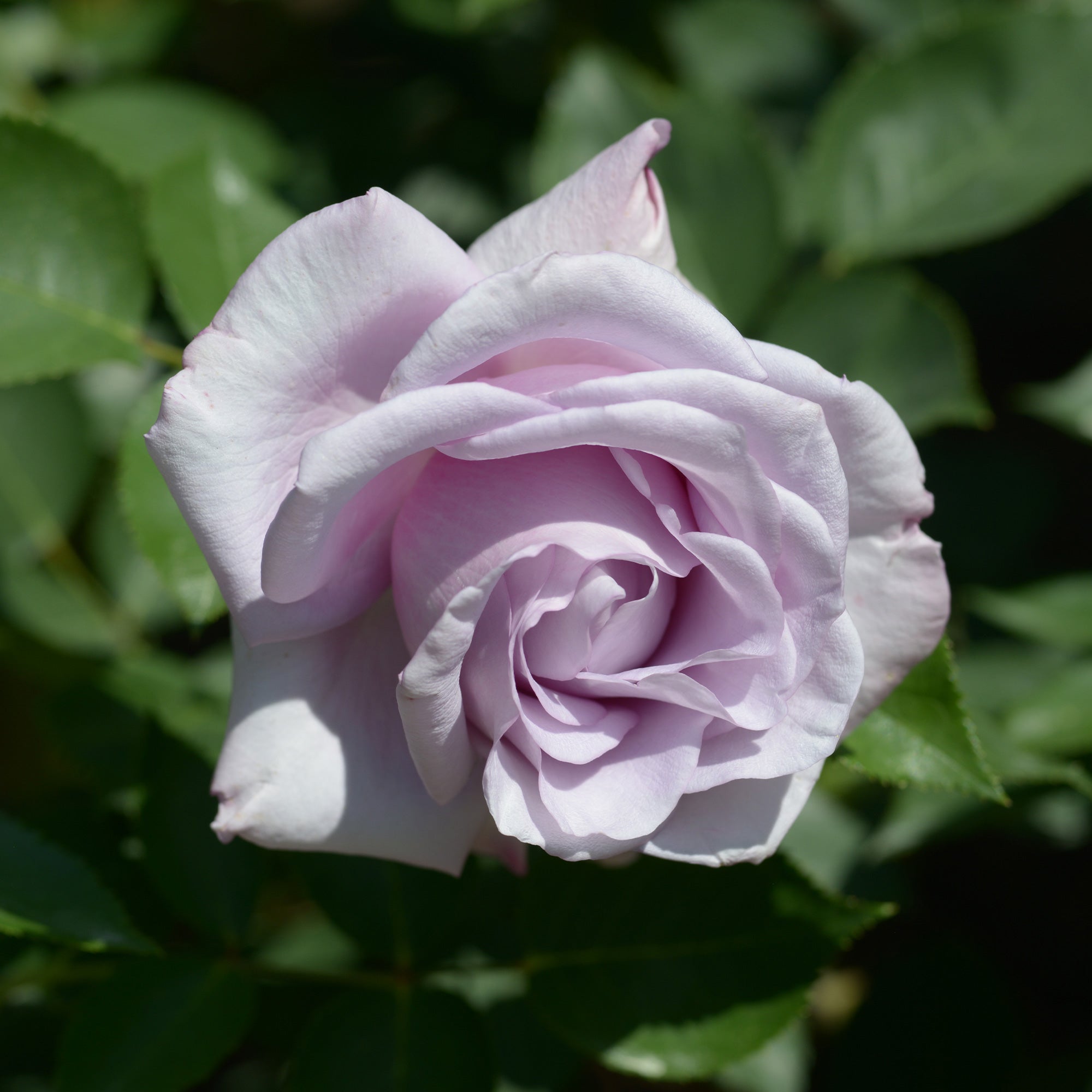 Bakker Rosier Buisson Lune Bleue motte rose lilas parfumé