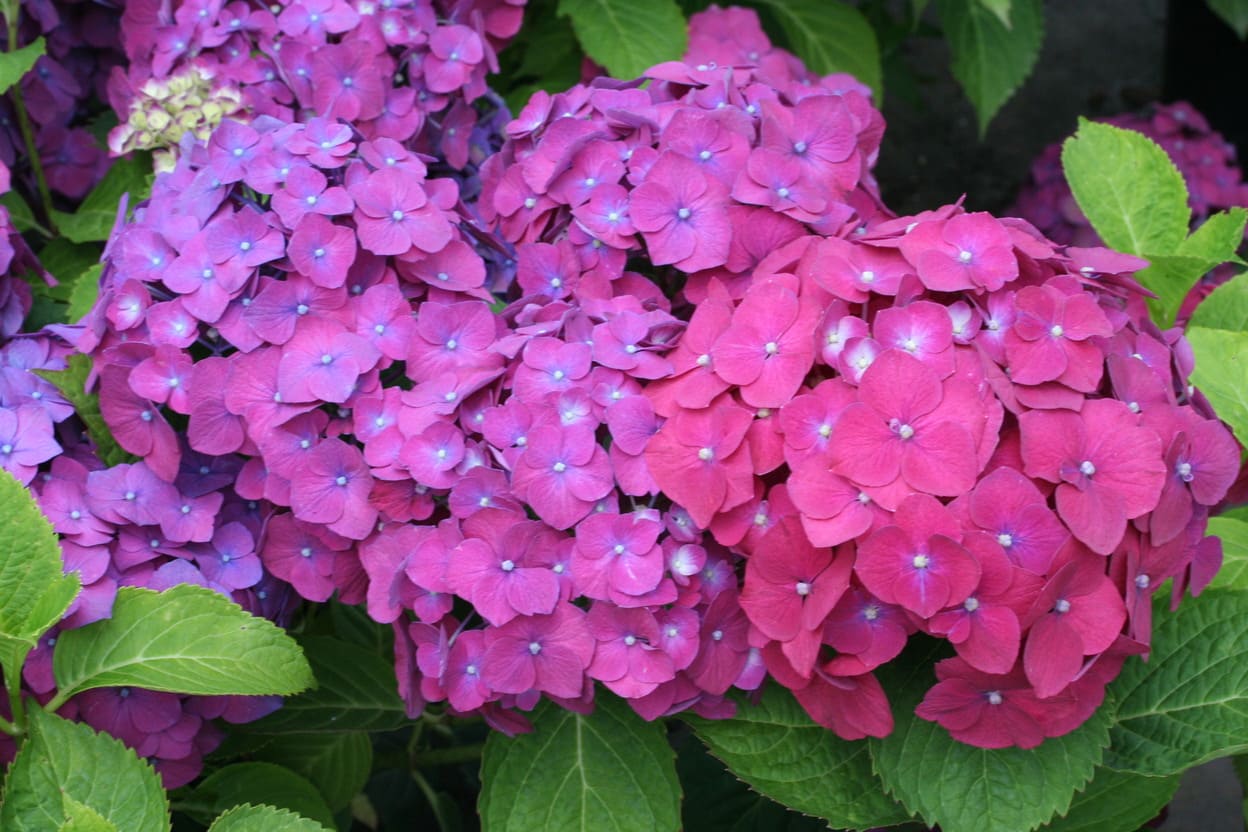 Les Hortensias du Haut Bois Montgomery hortensia boule fleurs rondes