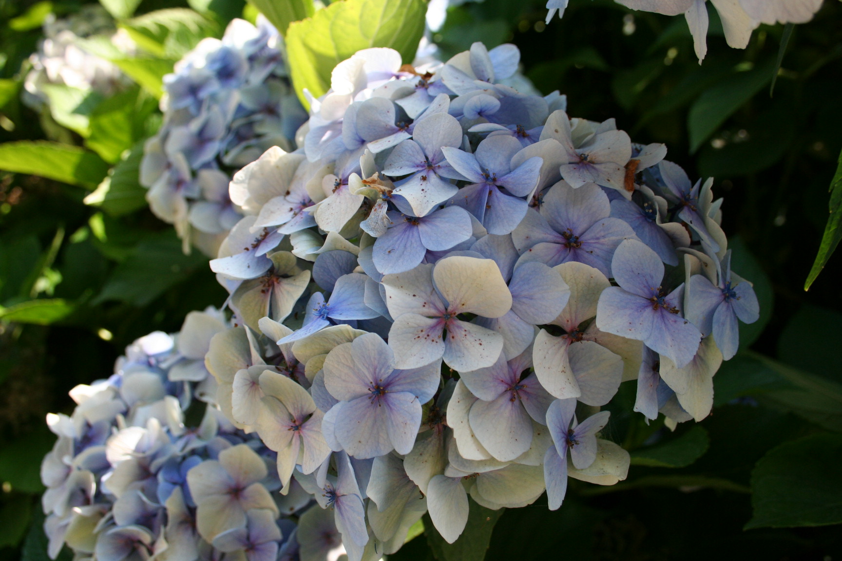 Les Hortensias du Haut Bois Seascape hortensia fleurs rondes godet