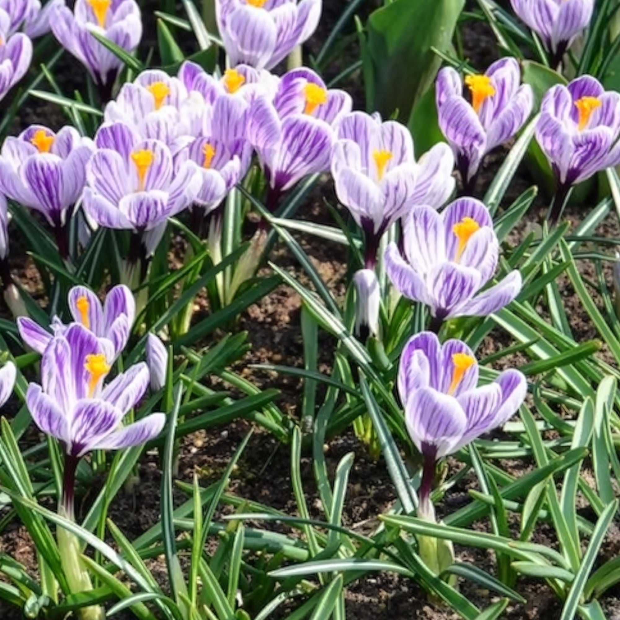 Bakker Crocus Pick Wick bulbe violet 15 bulbes février