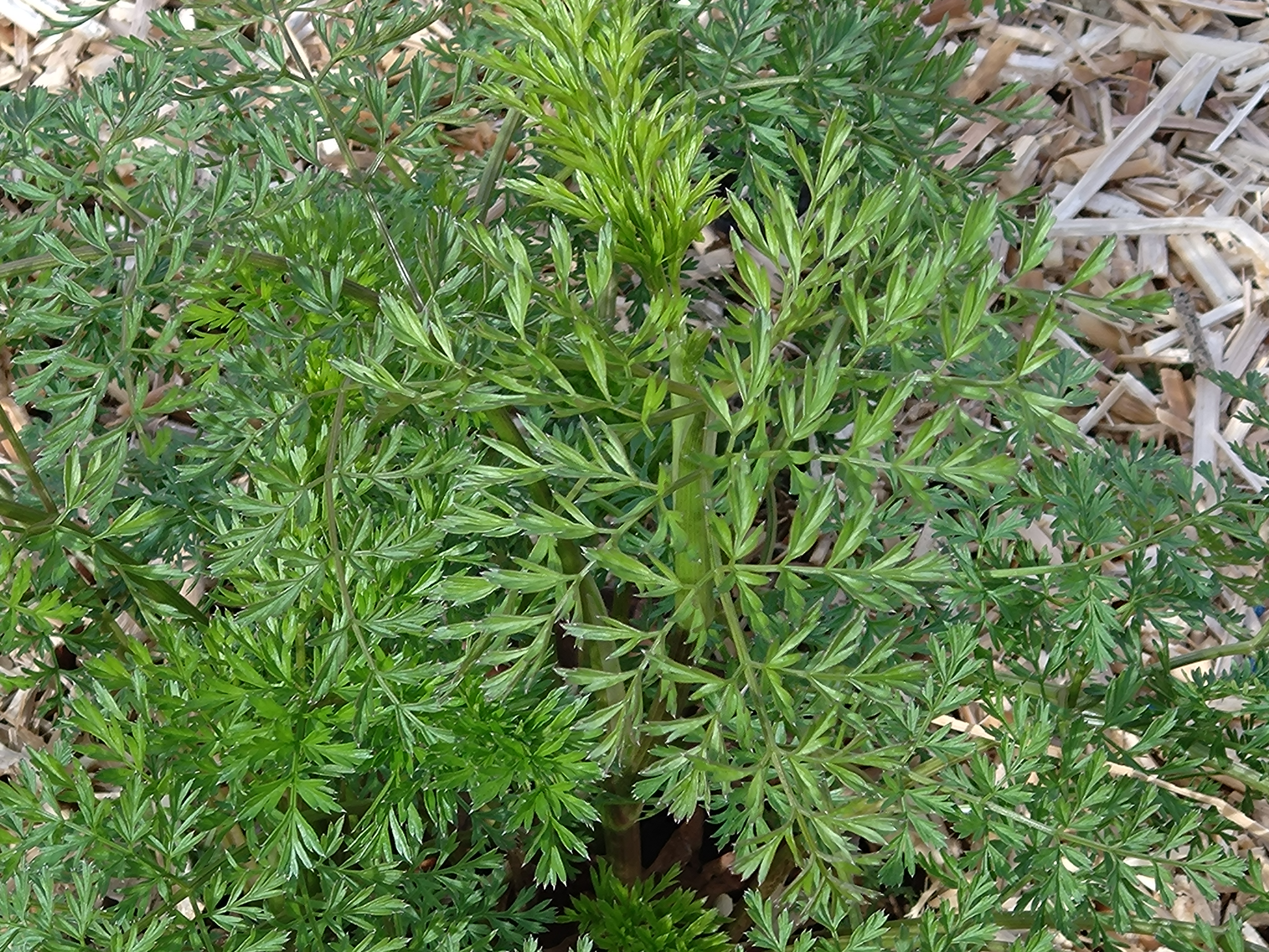 Passion Vivaces Cenolophium denudatum persil Baltique pot 1L