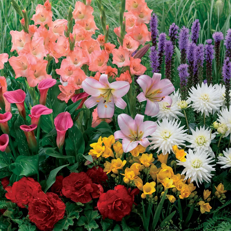 Bakker Bulbes floraison estivale mélange 31 bulbes