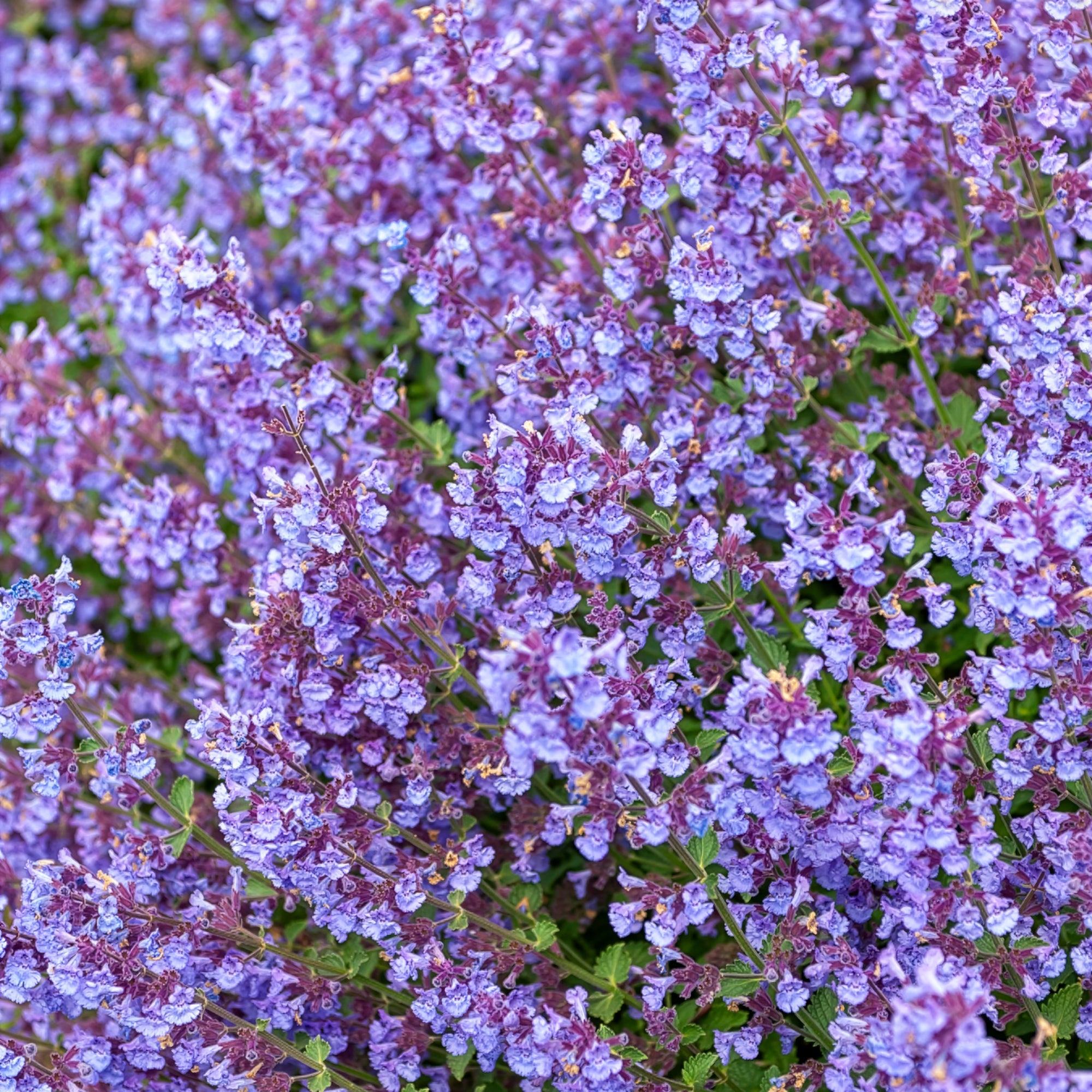 Bakker Kit Cat nepeta plante vivace violette pot 9cm