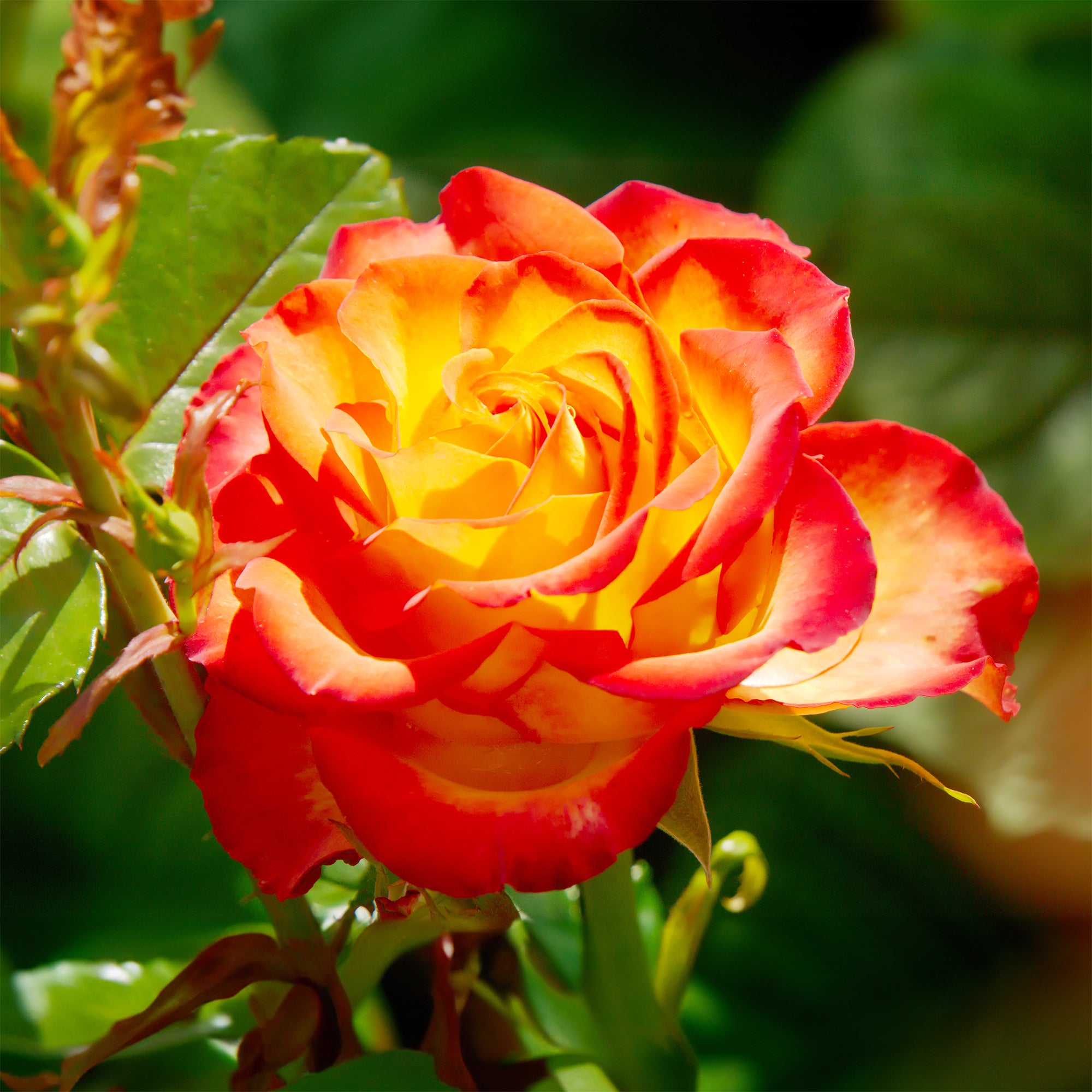 Bakker Rosier buisson bicolore racine nue jaune-rouge parfumé