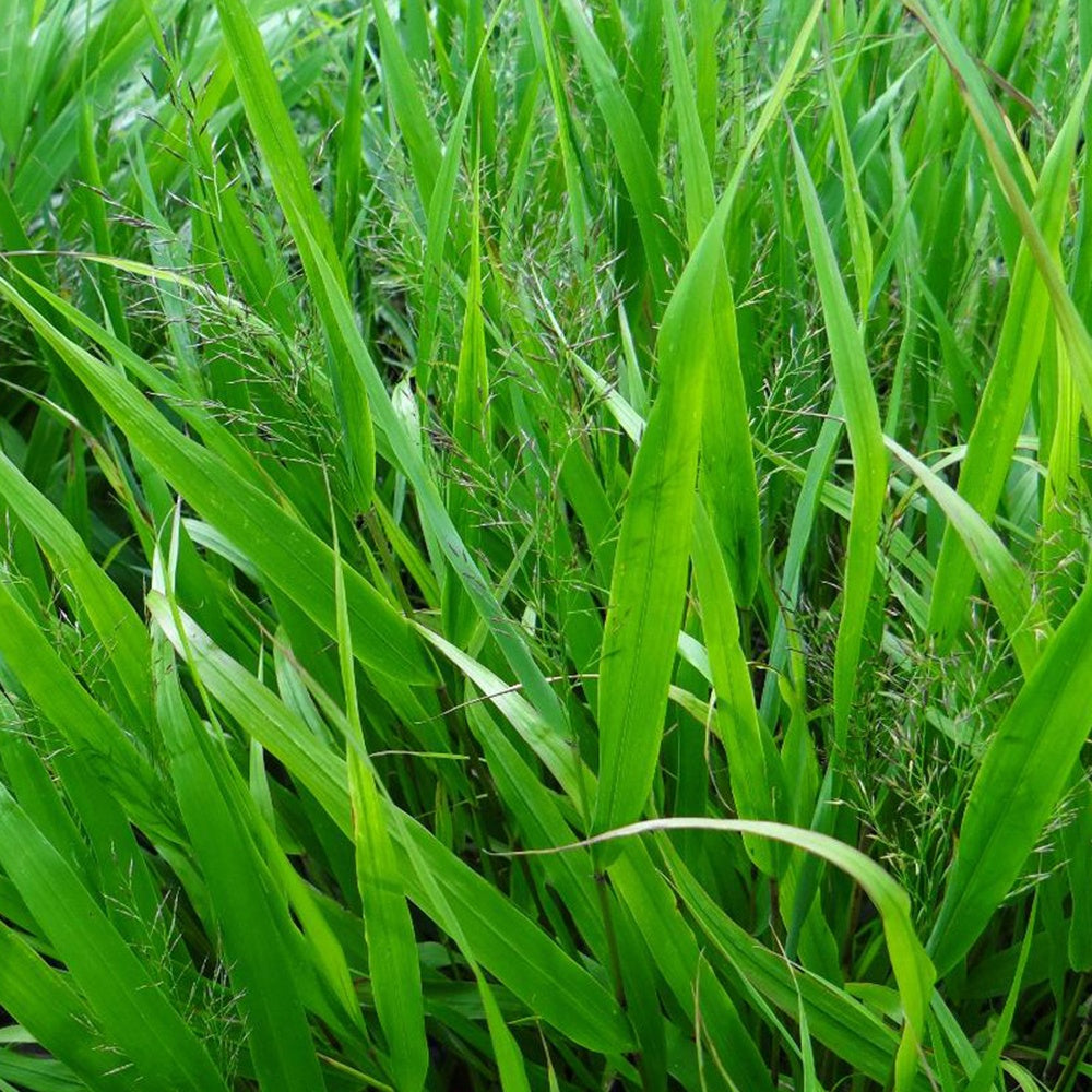 Bakker Herbe du Japon graminée d'ombre verte pot Ø 9cm