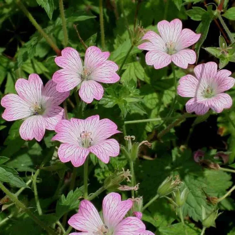 Passion Vivaces GERANIUM oxonianum Hollywood vivace godet rose