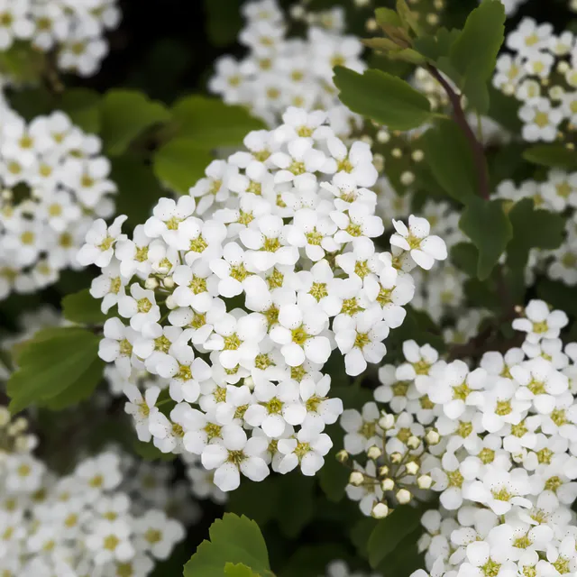 Bakker Spirée Tor Spiraea betulifolia arbuste blanc Ø 9cm