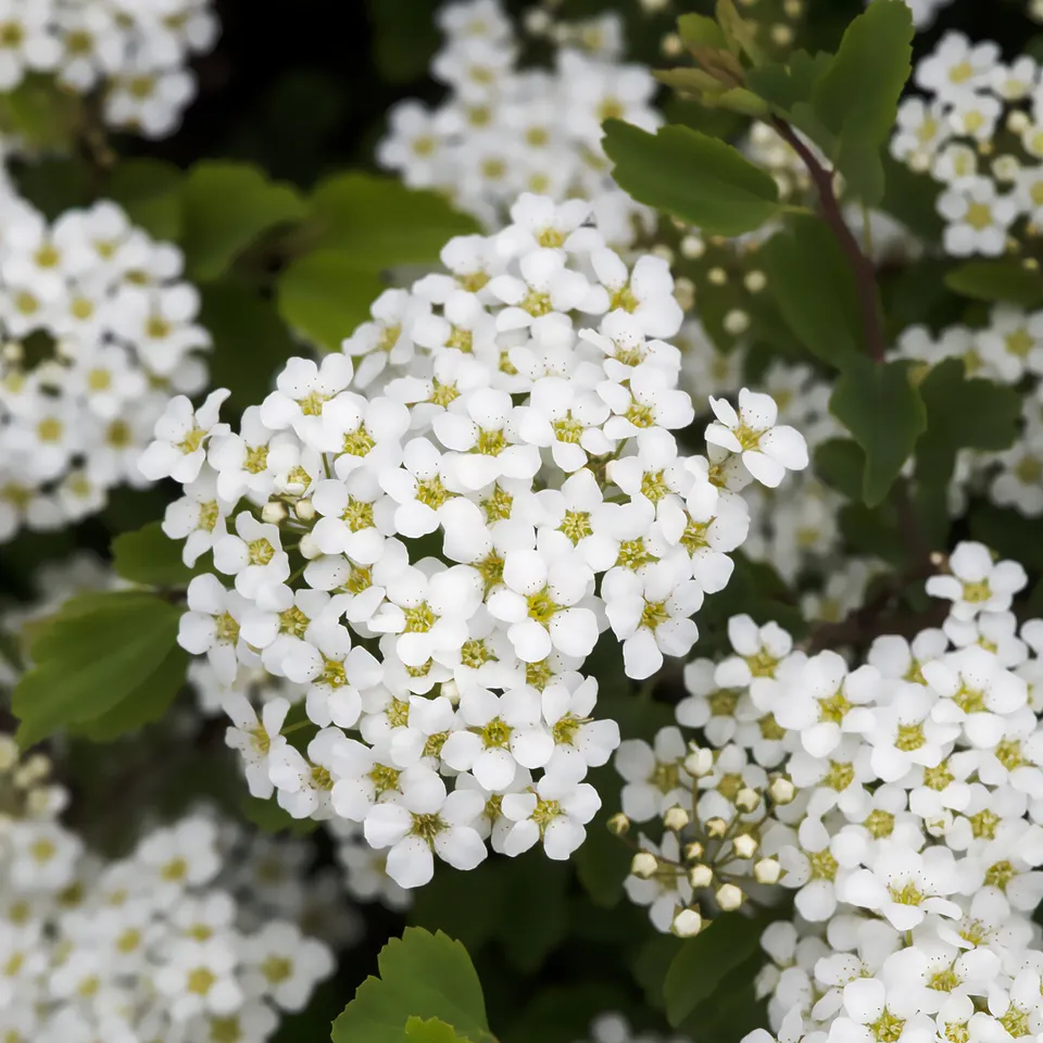 Bakker Spirée Tor Spiraea betulifolia arbuste blanc Ø 9cm
