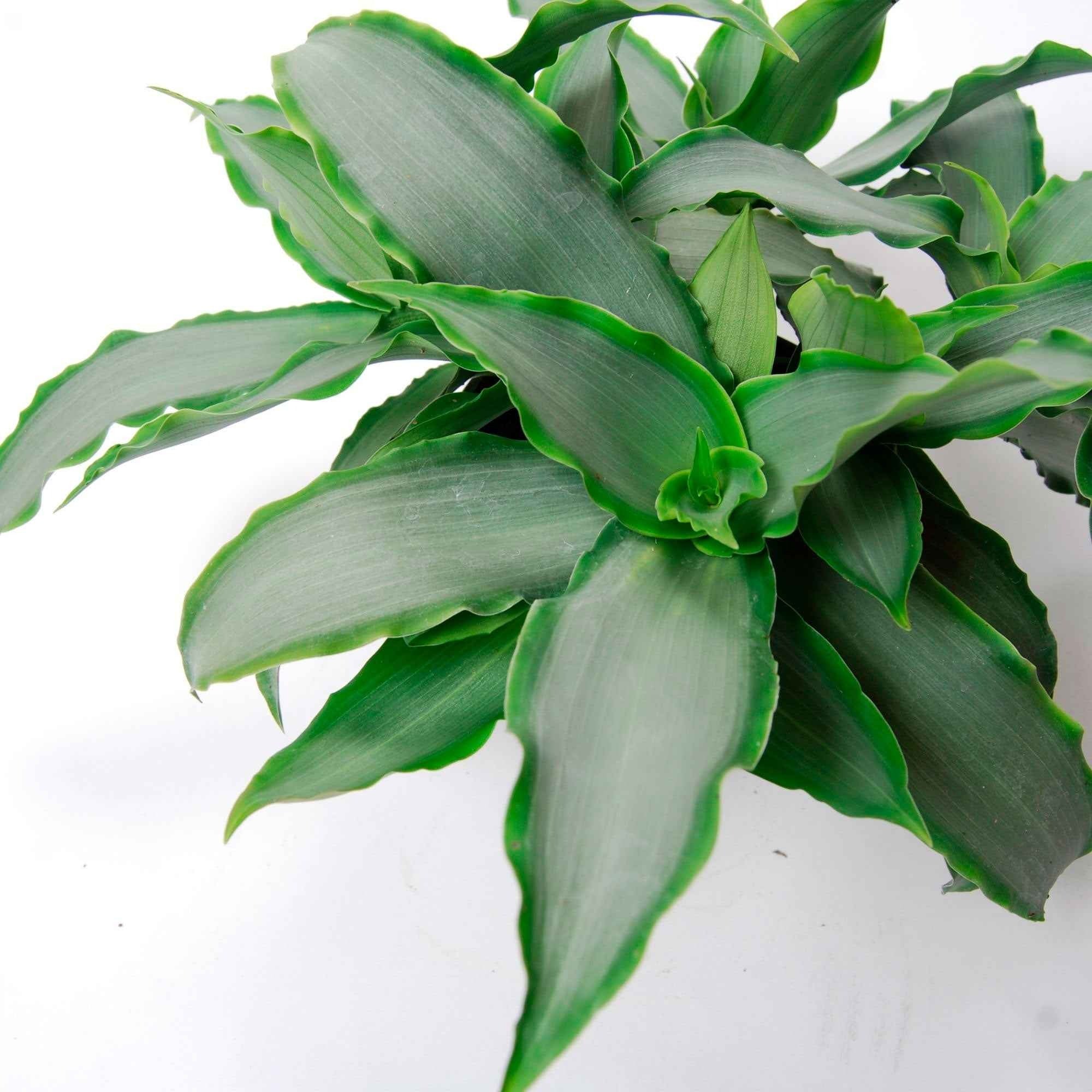 Bakker Murdannia Bright Star plante verte pot Ø12cm 20-30cm