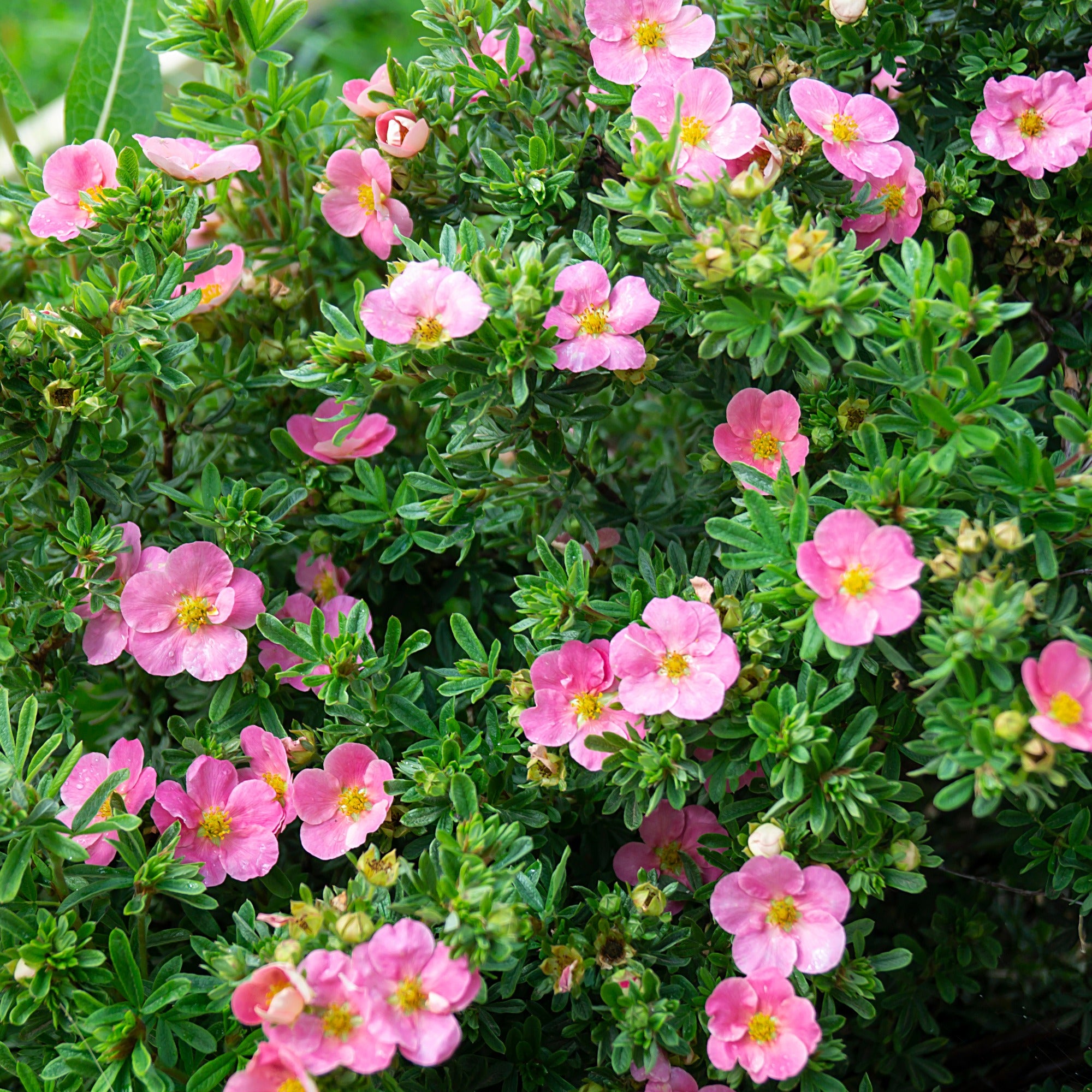 Bakker Arbustes Potentille Bellissima arbuste pot 8cm fleurs roses