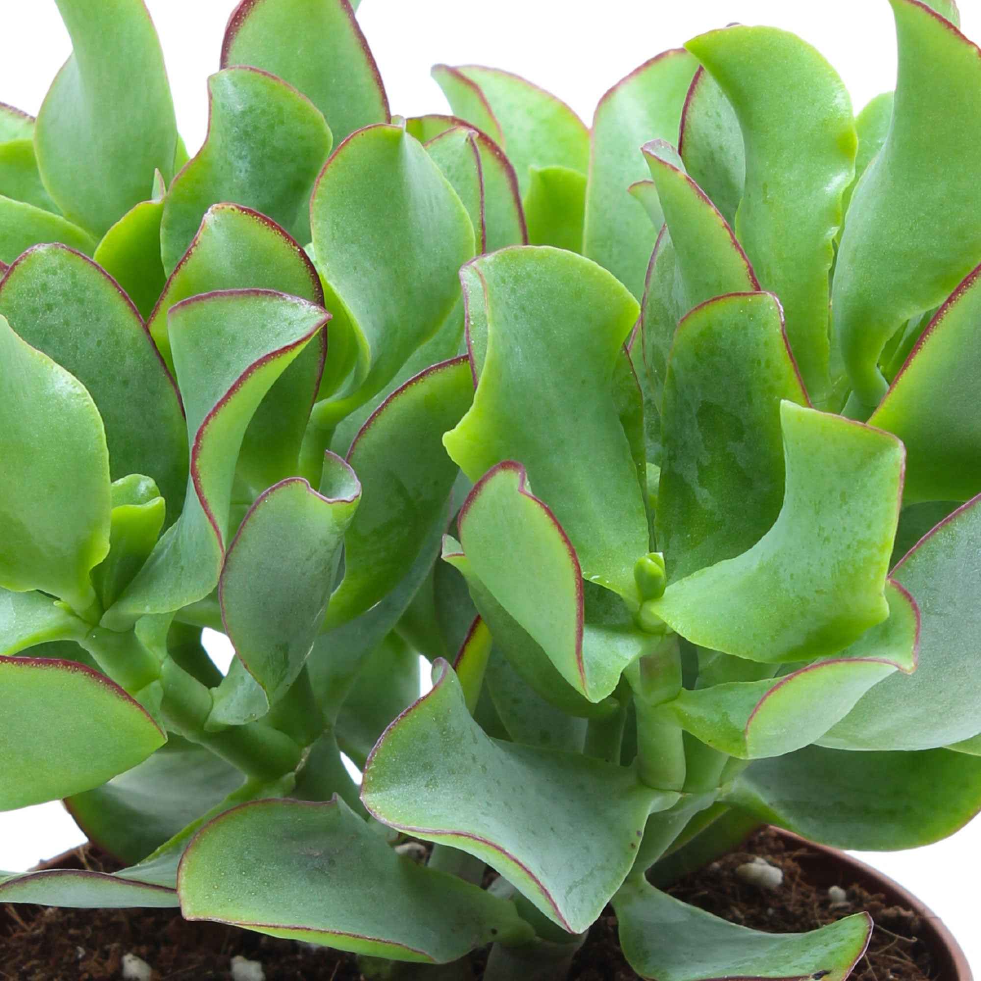 Bakker Curly Green crassula plante grasse pot 12cm