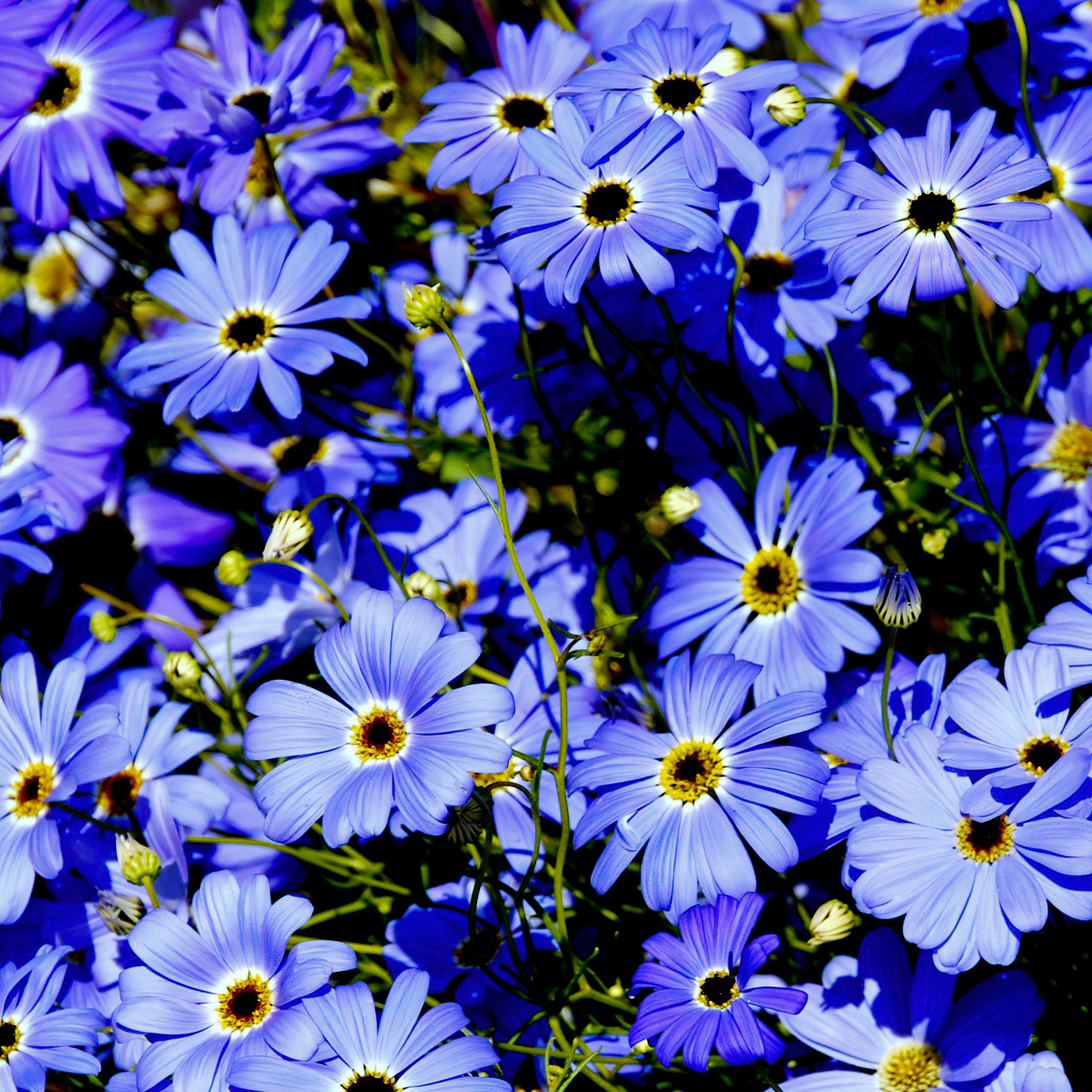 Bakker Brachycome bleu fleur bordure pot 10,5cm