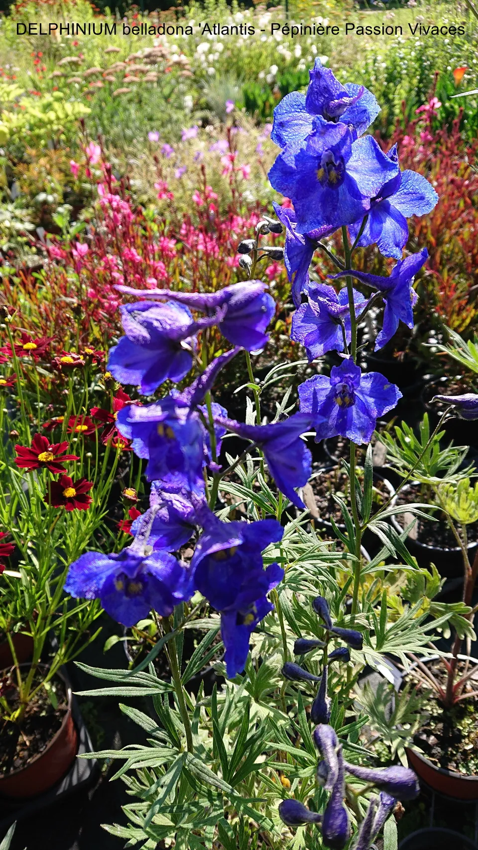 Passion Vivaces delphinium Atlantis plante vivace pot 1L bleu gentiane
