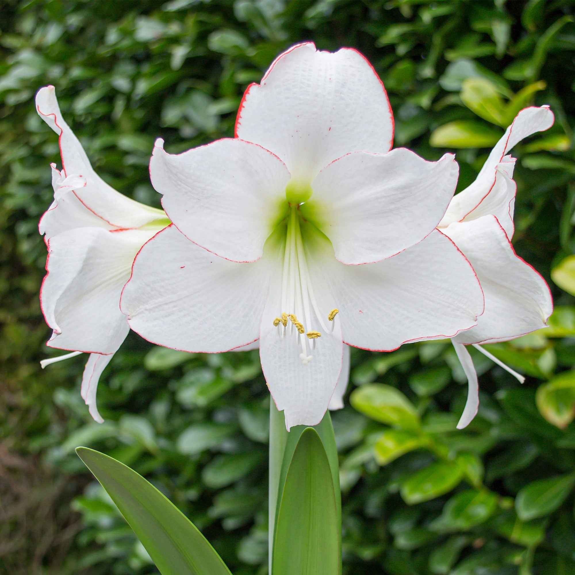 Bakker Picotee amaryllis bulbe sachet 1 bulbe fleur blanche