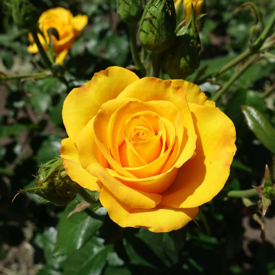 Bakker Rosiers Rosier buisson jaune racine nue jaune parfumé