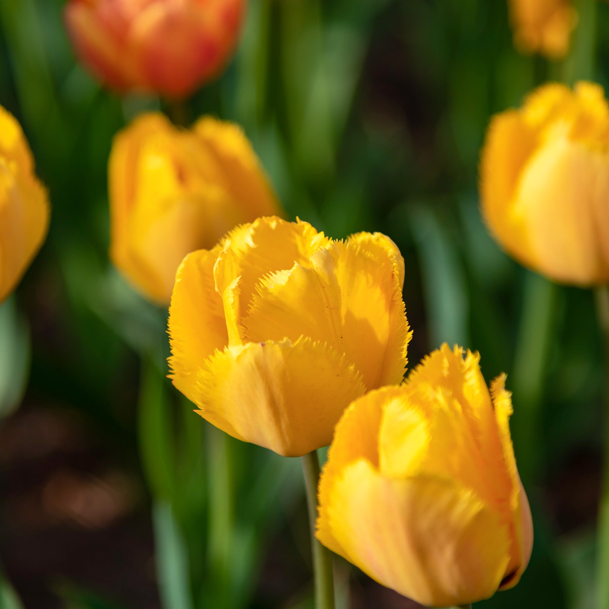 Bakker Tulipes Crystal Star bulbes jaunes 10 bulbes