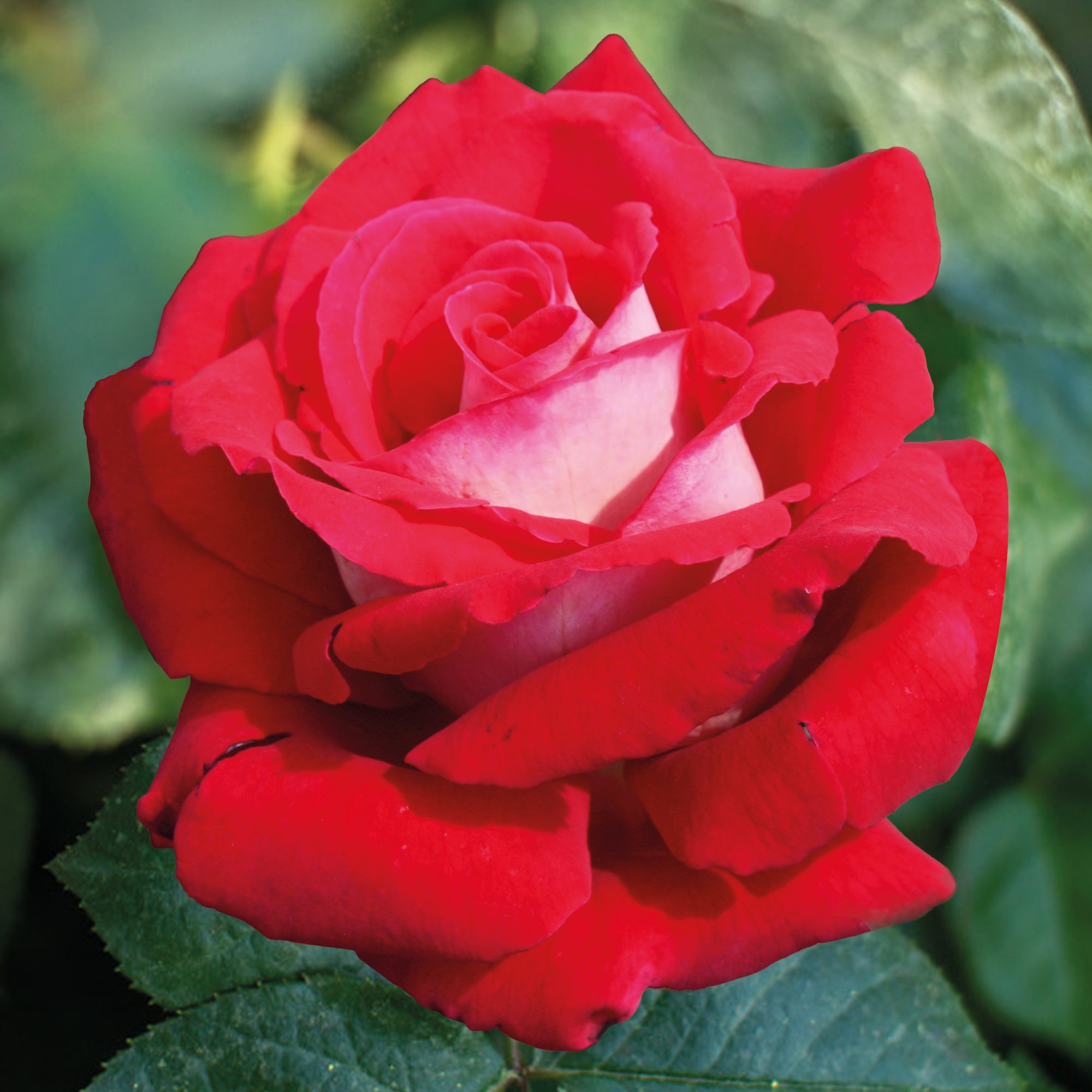 Bakker Rosiers Osiria rosier buisson motte 3+ branches rouge parfumé