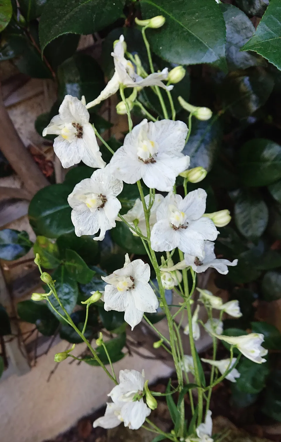 Passion Vivaces Delphinium belladonna Moerheimii pied pot 1L blanc