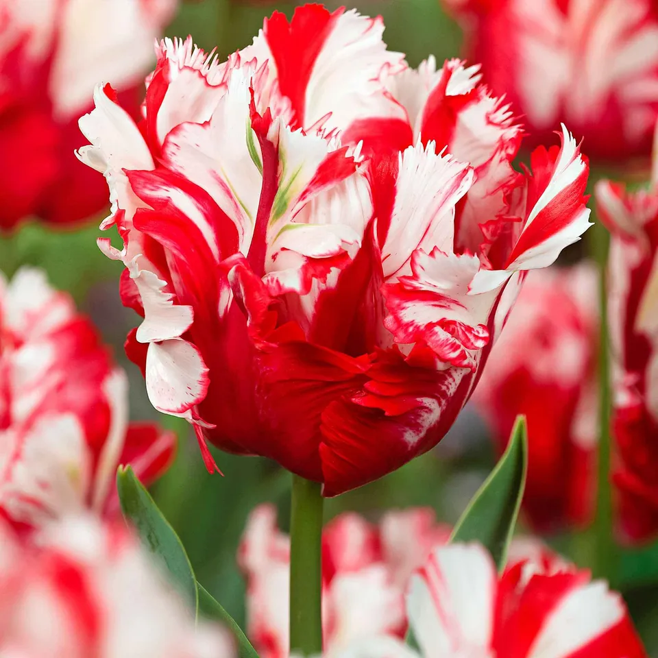 Bakker Estella Rijnveld tulipe perroquet 10 bulbes calibre 11-12