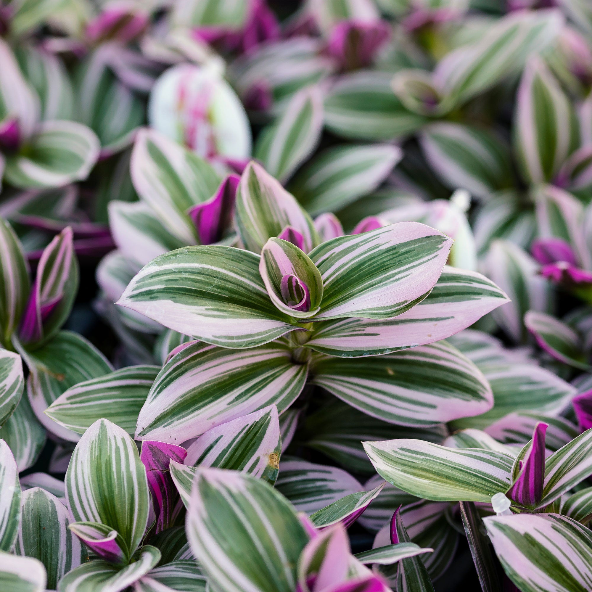 Bakker Misère Nanouk Tradescantia rose pot Ø 12cm
