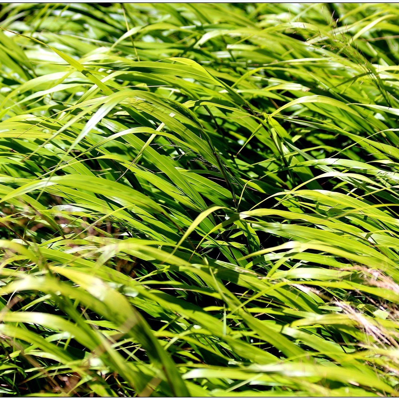 Passion Vivaces Hakonechloa Macra graminée pot 1L verte