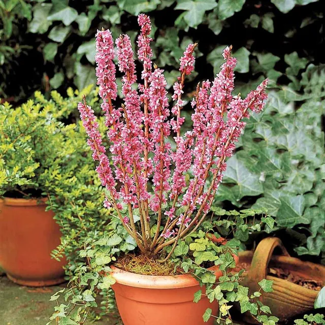 Bakker Bois joli arbuste terrasse pot 2L 25-30cm parfumé
