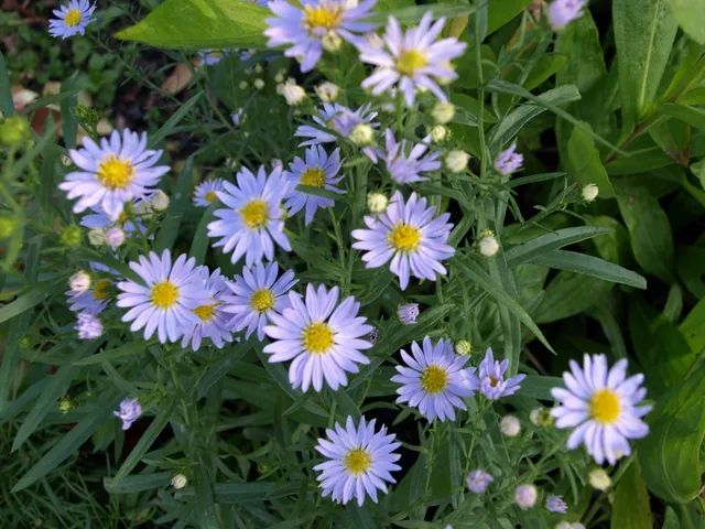 Passion Vivaces ASTER ericoides Yvette Richardson aster godet bleu ciel