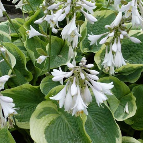 Bakker Northern Exposure hosta vivace pot 9cm ombre