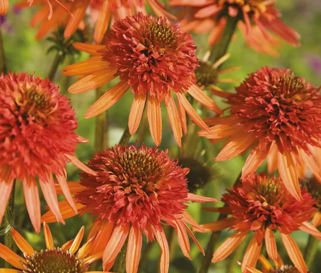 Pépinières Ripoche Echinacea Irresistible vivace orange pompon