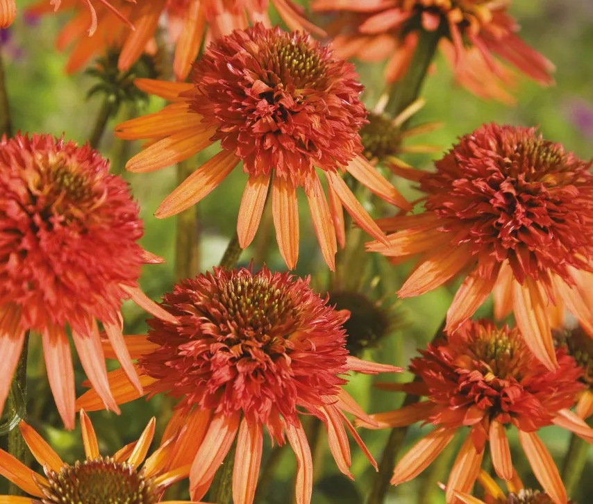 Pépinières Ripoche Echinacea Irresistible vivace orange pompon
