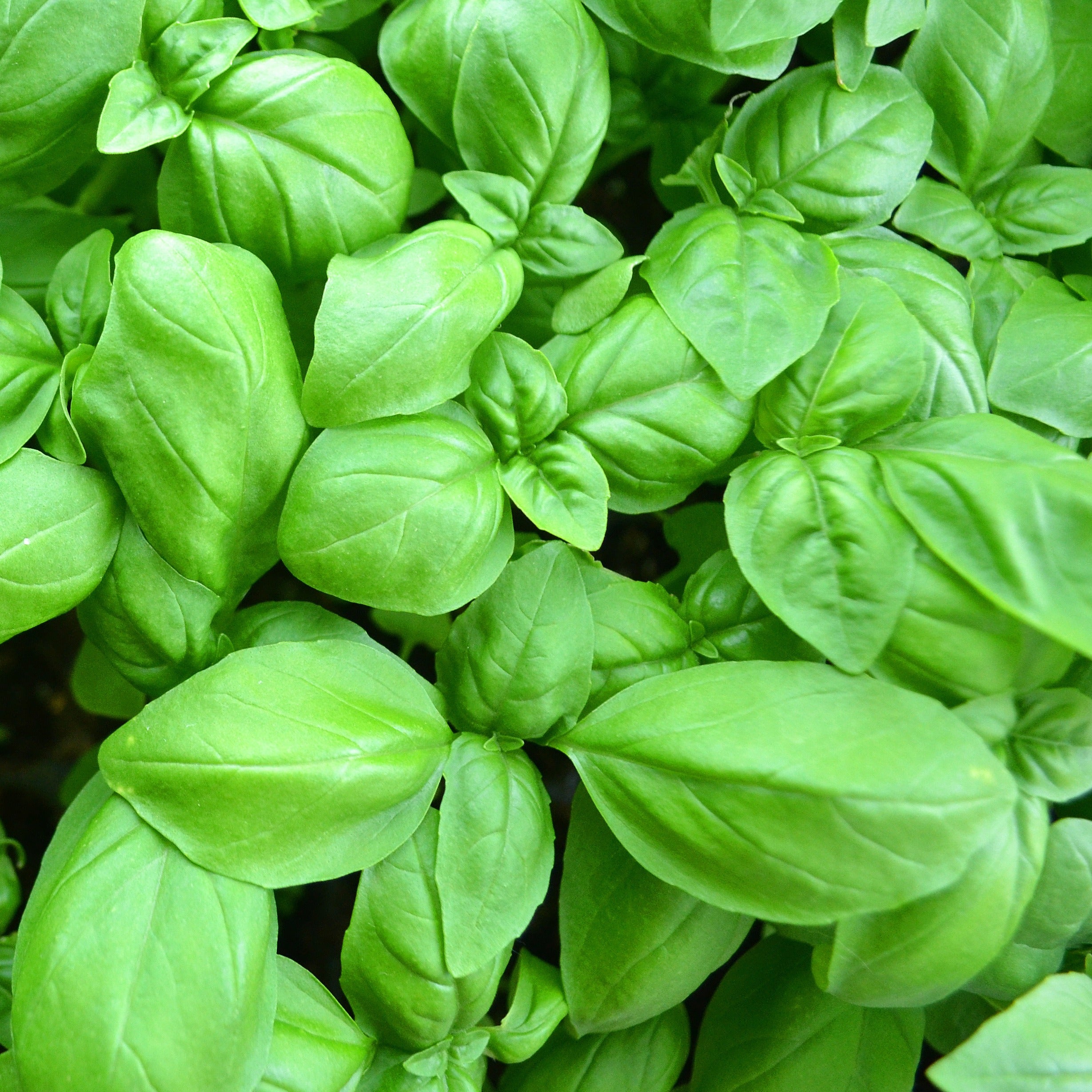 Bakker Basilic Grand vert plante aromatique pot Ø 13cm