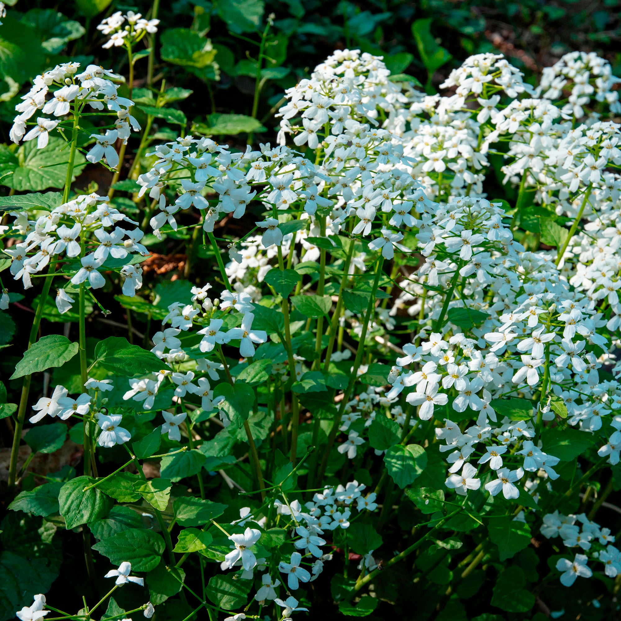 Bakker Pachyphragma macrophyllum vivace pot 8cm fleur blanche