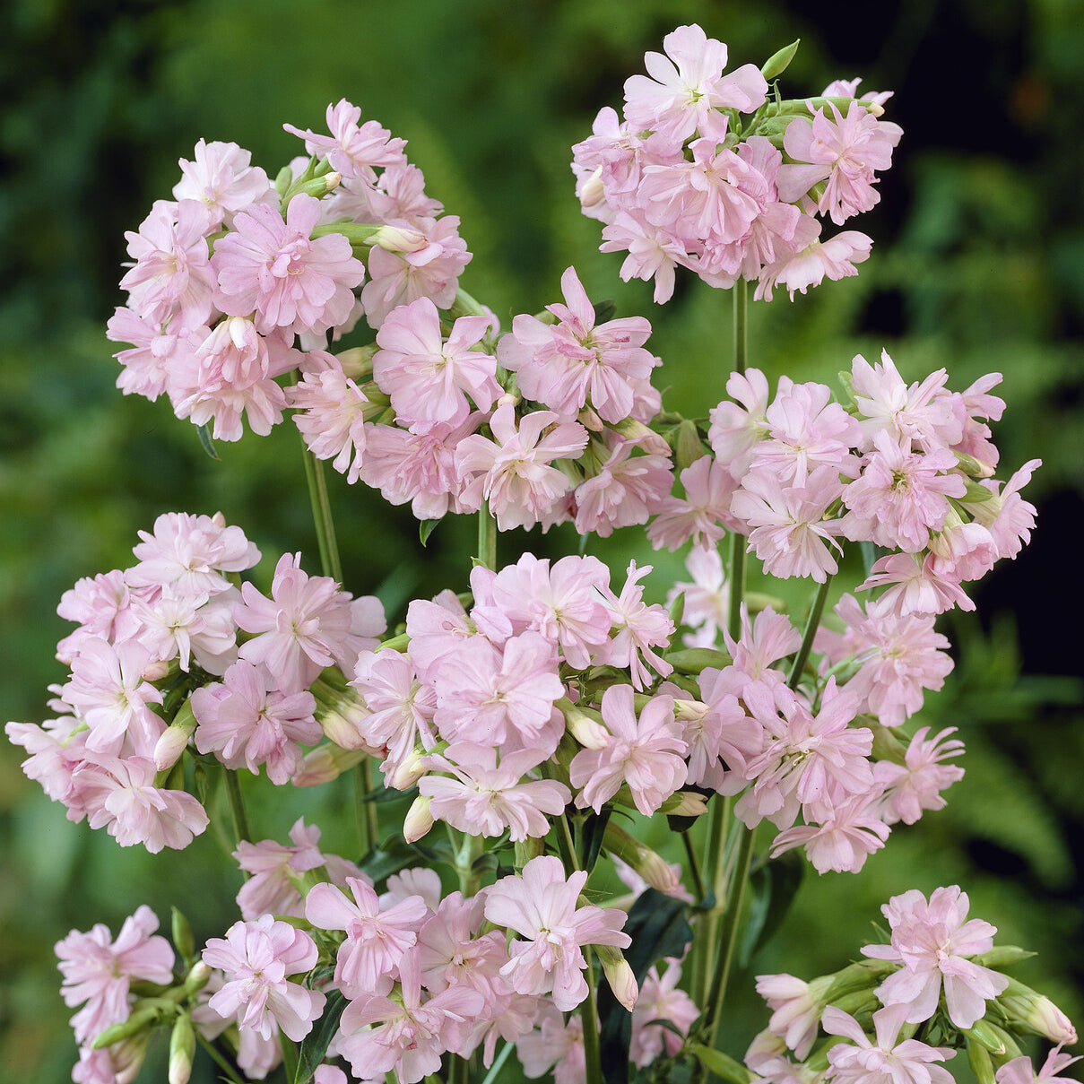 Bakker Saponaire officinale rose vivace rose pot 9cm