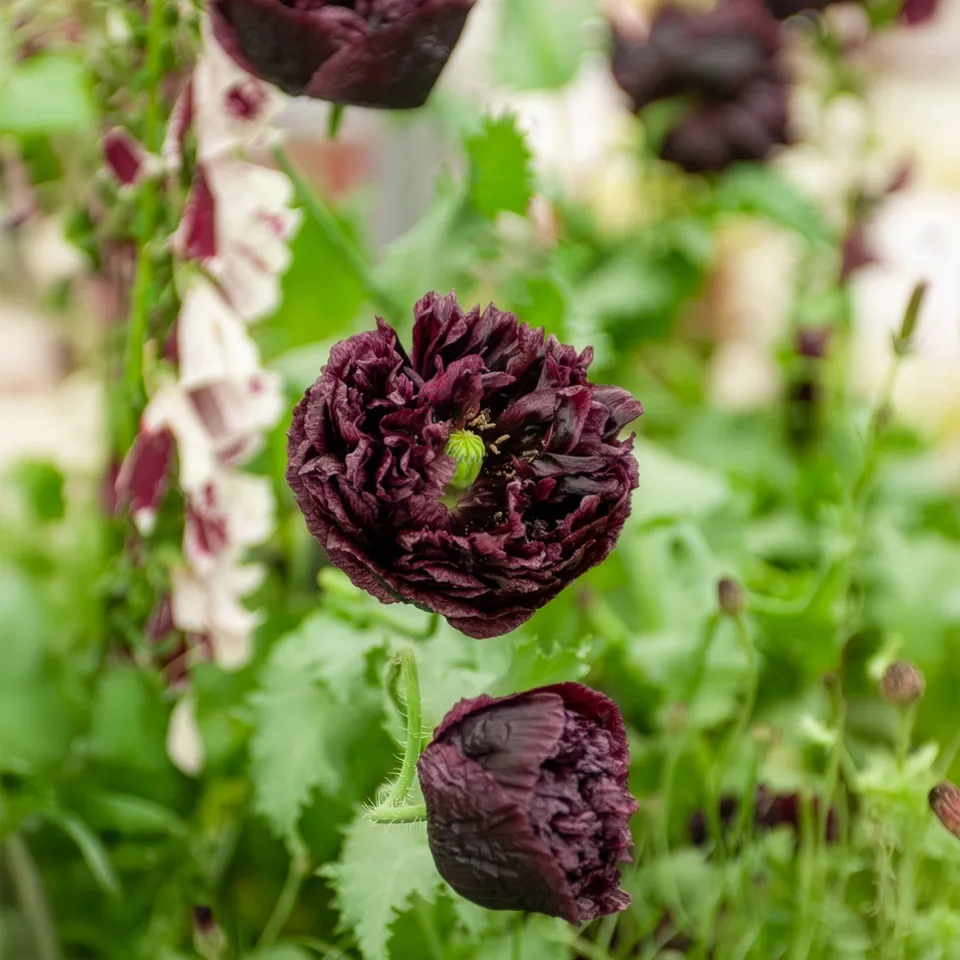 Bakker Pavot Black Peony graines fleurs noires sachet 1g
