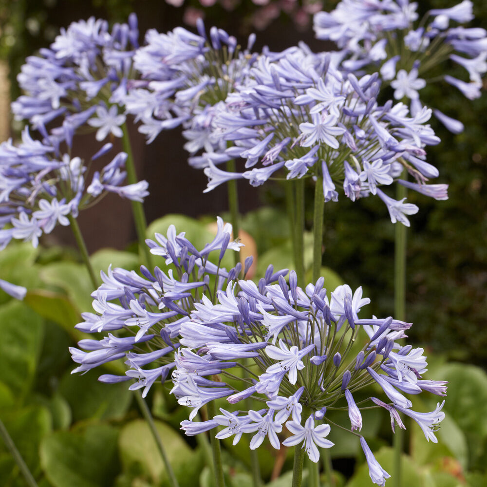 Bakker Plantes vivaces Agapanthe Doctor Brouwer pot 9cm bleue